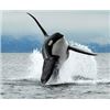 Image 4 : Cowichan Bay sunset whale & wildlife gift card