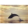Image 5 : Cowichan Bay sunset whale & wildlife gift card