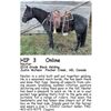 Image 1 : Nester