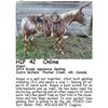 Image 1 : Angus