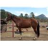 Image 2 : Salsa, The Resilient Trail Mare
