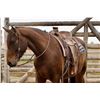 Image 10 : Barney  - SELLS CHOICE WITH 234X CAN TAKE ONE OR BOTH!