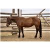 Image 11 : Barney  - SELLS CHOICE WITH 234X CAN TAKE ONE OR BOTH!