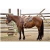 Image 13 : Barney  - SELLS CHOICE WITH 234X CAN TAKE ONE OR BOTH!