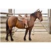 Image 16 : Barney  - SELLS CHOICE WITH 234X CAN TAKE ONE OR BOTH!