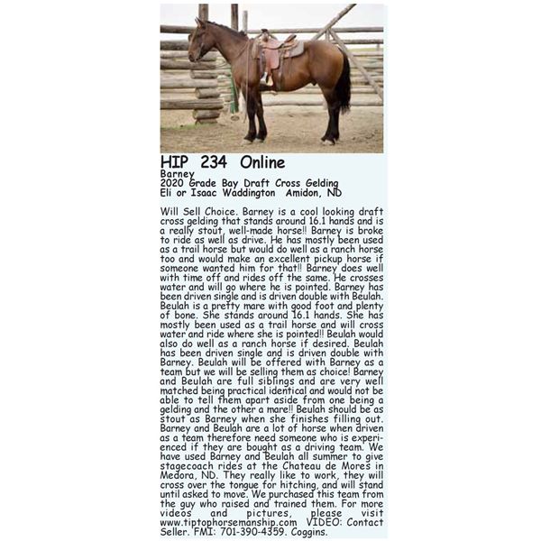 Barney  - SELLS CHOICE WITH 234X CAN TAKE ONE OR BOTH!