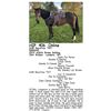 Image 1 : DHR Barettas TNT