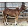 Image 2 : King - SELLS WITH 435 MUST TAKE BOTH!