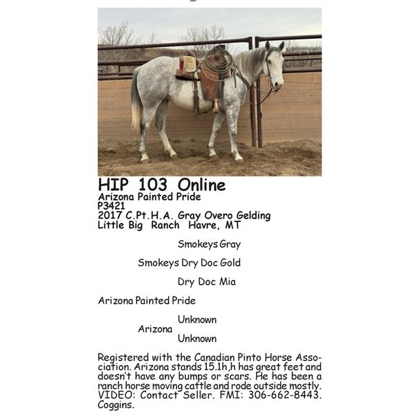 Arizona Painted Pride