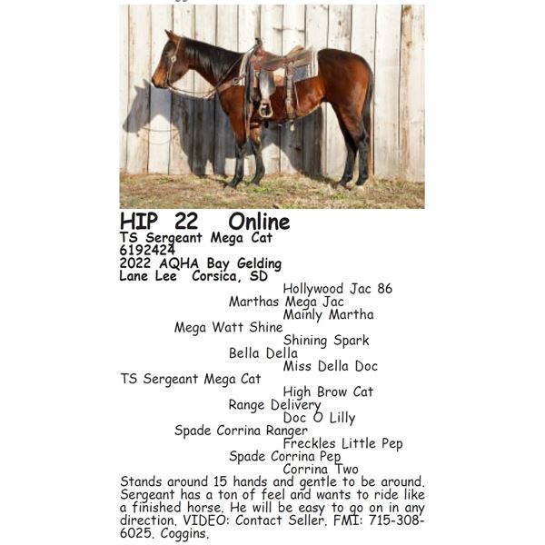 TS Sergeant Mega Cat