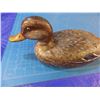 Image 2 : Decoy of what appears to be a female Mallard duck by unknown carver --  CONSIGN # D2
