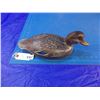 Image 6 : Decoy of what appears to be a female Mallard duck by unknown carver --  CONSIGN # D2