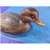 Image 7 : Decoy of what appears to be a female Mallard duck by unknown carver --  CONSIGN # D2