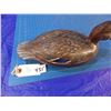 Image 8 : Decoy of what appears to be a female Mallard duck by unknown carver --  CONSIGN # D2