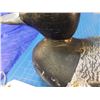 Image 4 : Decoy of a  scaup by well-known Wolfe's Island Ontario carver Tom Martindale --  CONSIGN # D4