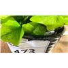 Image 2 : TWO ARTIFICIAL TABLE TOP PLANTS. ONE OF THE POTS HAS A CRACKED PIECE THAT COULD BE GLUED BACK IN