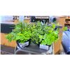 Image 3 : TWO ARTIFICIAL TABLE TOP PLANTS. ONE OF THE POTS HAS A CRACKED PIECE THAT COULD BE GLUED BACK IN