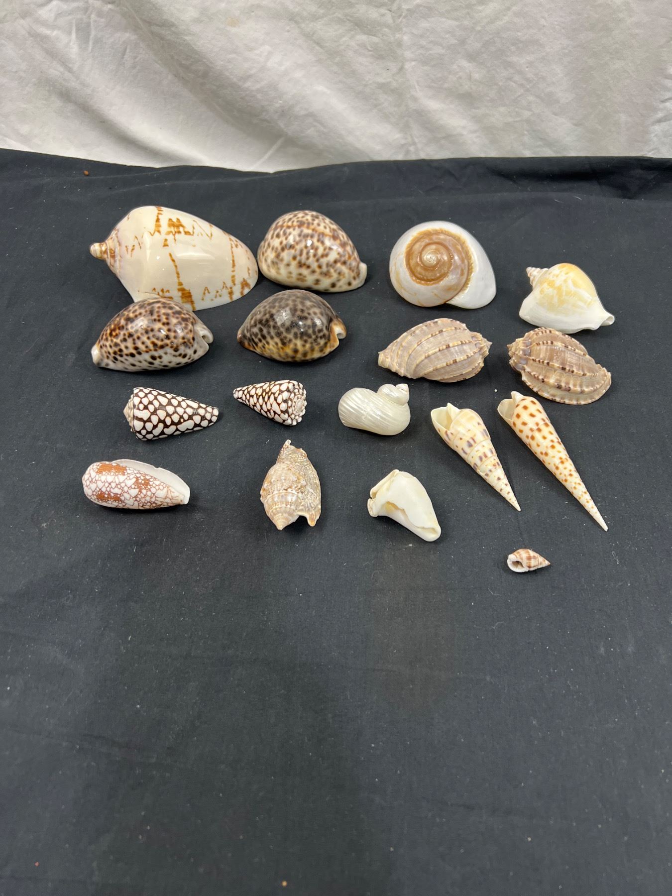 Shell Esate Assorted Sea Shells - Sunrise Estate Services Ltd