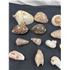 Image 2 : Assorted Sea Shells