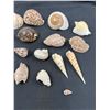 Image 3 : Assorted Sea Shells