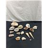 Image 4 : Assorted Sea Shells