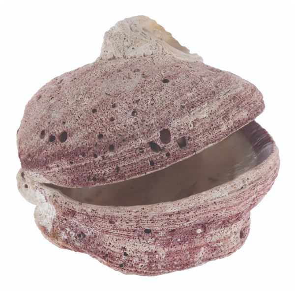 A Large Cecil-esque Clam Shell.