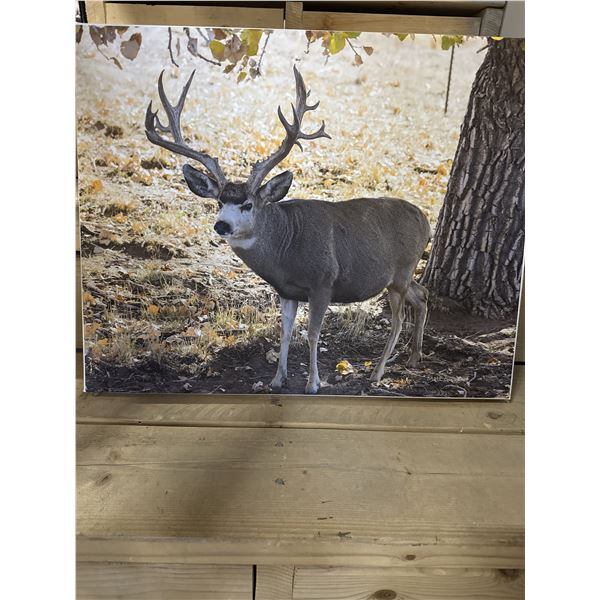 "Sling Shot" Mule Deer Photo by Matt Gusdorf