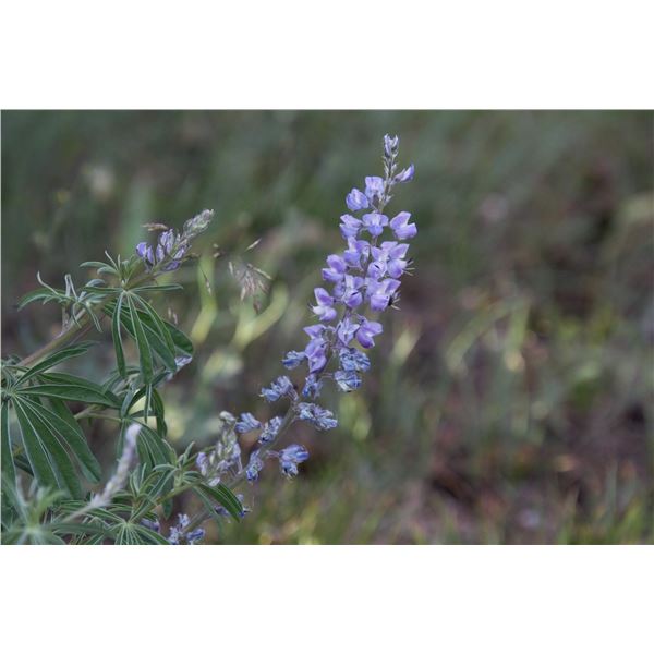 RESEARCH FIELD TRIP - SUMMER VEGETATION SURVEYS