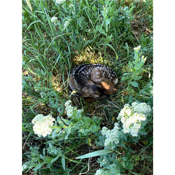 RESEARCH FIELD TRIP - FAWN CAPTURE