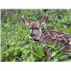 Image 2 : RESEARCH FIELD TRIP - FAWN CAPTURE