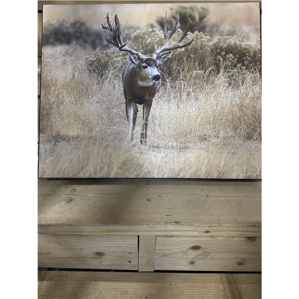 "HEAVY" MULE DEER PHOTO BY MATT GUSDORF