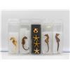 Image 1 : LOT GENUINE SEAHORSES
