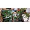 Image 1 : 2 LANTERNS AND 2 SMALL ARTIFICIAL PLANTS