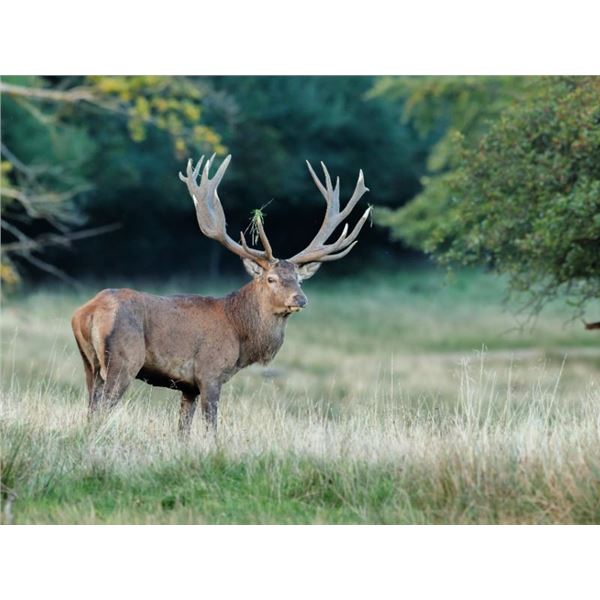Argentina Red Stag Hunt for 6 Hunters plus Bonus Day High Volume Dove Shooting