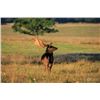 Image 10 : New Zealand Red Stag Hunt for 6 Hunters.  Bonus Long Range Goat Cull Hunt!