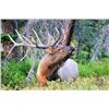 Image 12 : New Zealand Red Stag Hunt for 6 Hunters.  Bonus Long Range Goat Cull Hunt!