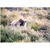 Image 16 : New Zealand Red Stag Hunt for 6 Hunters.  Bonus Long Range Goat Cull Hunt!
