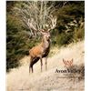 Image 6 : New Zealand Red Stag Hunt for 6 Hunters.  Bonus Long Range Goat Cull Hunt!