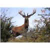 Image 7 : New Zealand Red Stag Hunt for 6 Hunters.  Bonus Long Range Goat Cull Hunt!