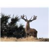 Image 8 : New Zealand Red Stag Hunt for 6 Hunters.  Bonus Long Range Goat Cull Hunt!
