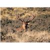 Image 14 : New Zealand Red Stag Hunt for 4 Hunters at High Peak Station