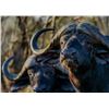 Image 11 : Trophy Cape Buffalo Hunt with Theron Safaris in South Africa