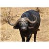 Image 16 : Trophy Cape Buffalo Hunt with Theron Safaris in South Africa