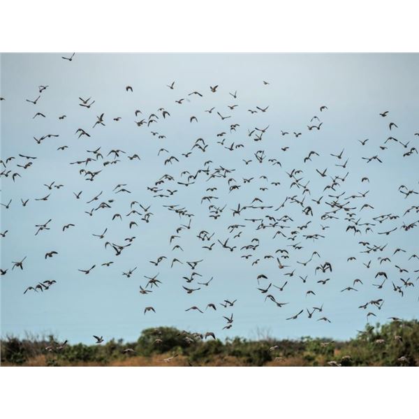 Argentina Extreme Volume Dove Hunt for 10 Hunters - Lodge Exclusive!