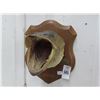 Image 1 : Framed Large Mouth Bass Taxidermy?