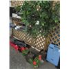 Image 1 : Potted Silk Trees, Floral - 4