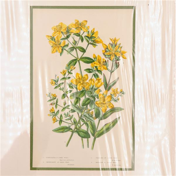 Anne Pratt - Early 1900s Lithograph