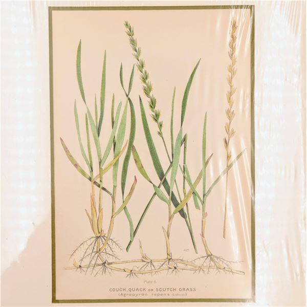 Anne Pratt -Eraly 1900s Lithograph