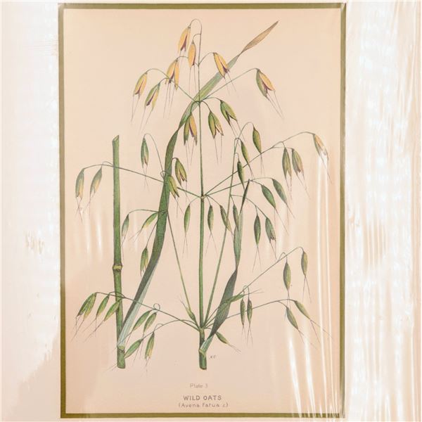 Anne Pratt - Lithograph