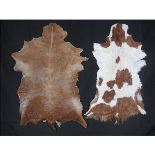 2 Tanned Goat Hides- 36"L